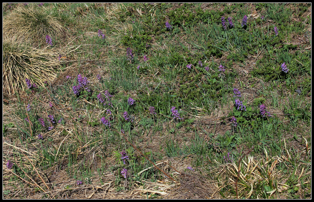 Corydalis solida  (1)