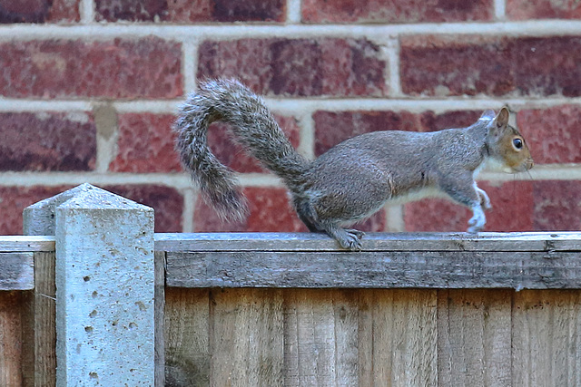 EOS 6D Peter Harriman 10 25 23 8826 SquirrelEncounter dpp