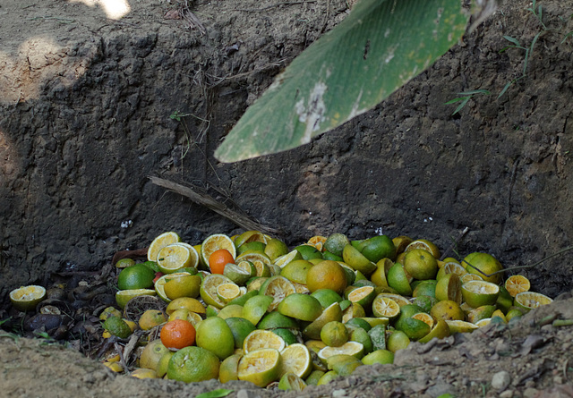 Citrus compost pit, Esquinas Rainforest Lodge