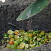 Citrus compost pit, Esquinas Rainforest Lodge