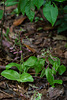 Liparis liliifolia (Lily-leaf Twayblade orchid)