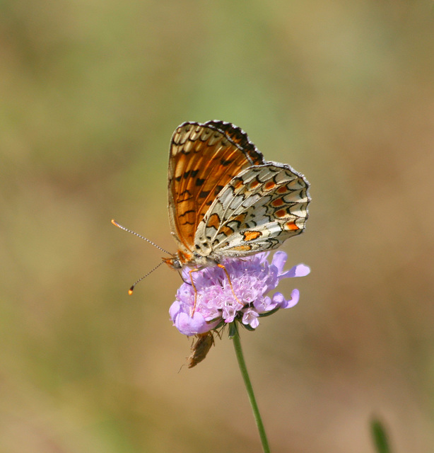 Papillon