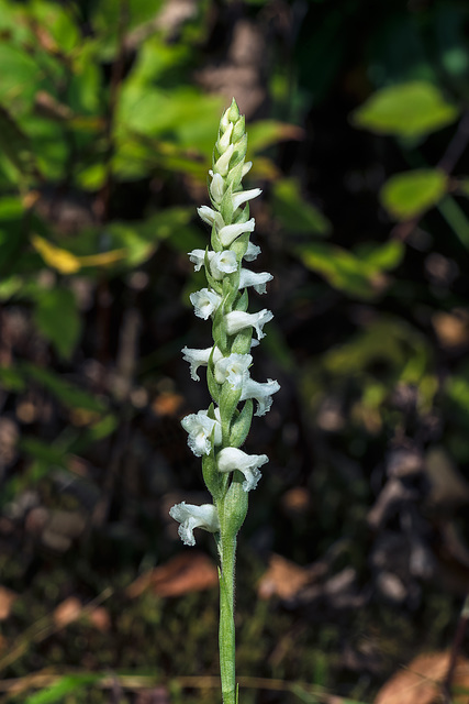 Spiranthes cernua (Nodding Ladies'-tresses orchid)