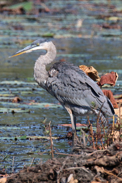 Great blue heron