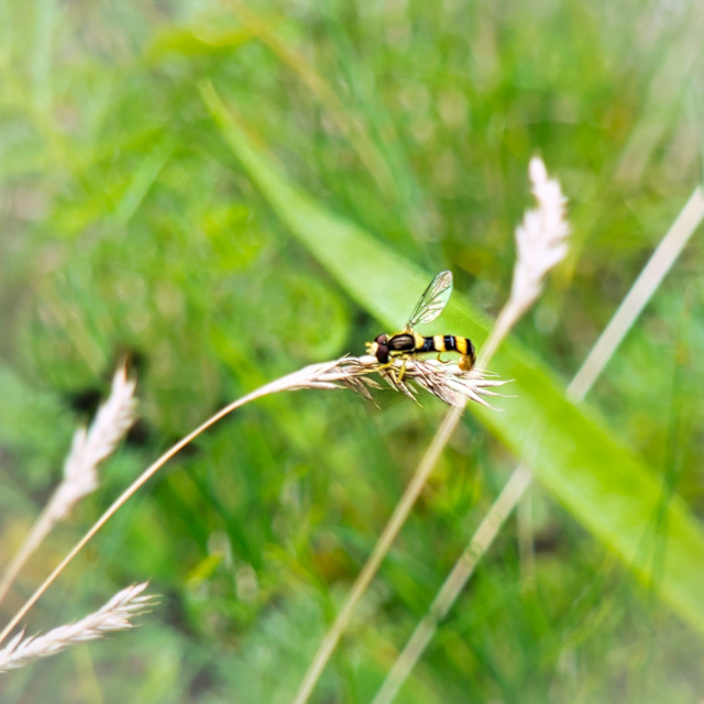 Gewöhnliche Langbauch Schwebfliege Gewöhnliche Langbauch Schwebfliege