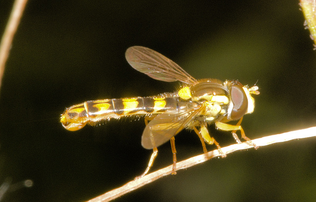 IMG 2864 Hoverflyv2