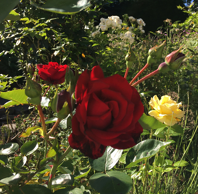 Roses Rouges, jaunes et blanches