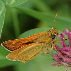 Rostfarbiger-Dickkopffalter-Ochlodes-sylvanus (2)