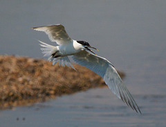 EF7A0082 Sandwich Tern