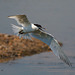 EF7A0082 Sandwich Tern