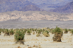 Devil's Cornfield