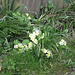 The primroses edge the driveway