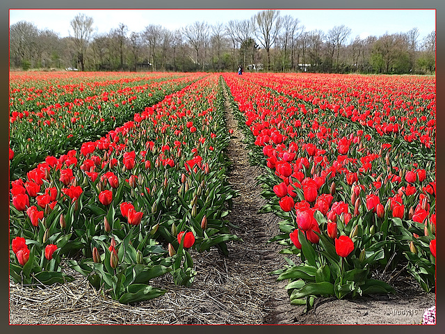 tulpenvelden