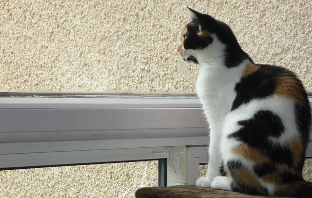 Perched by the Window