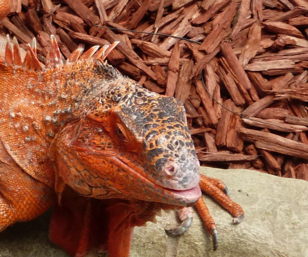 Male iguana