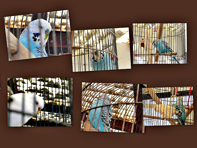 Two Budgies in a Cage.