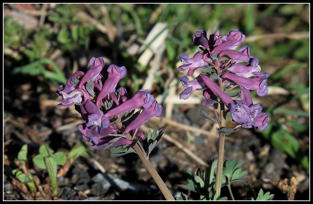 Corydalis solida