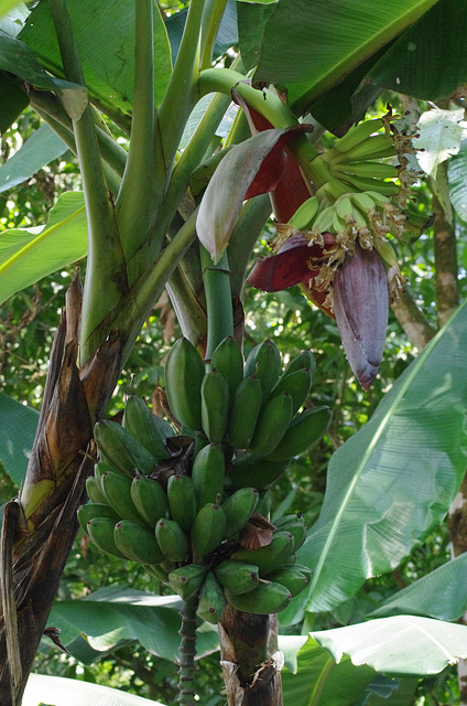 Wild banana