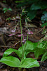 Liparis liliifolia (Lily-leaf Twayblade orchid)