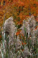 Growing wild (Explored)