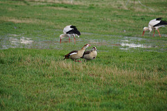 Nilgänse und Störche