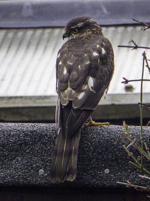 Sparrowhawk on the prowl