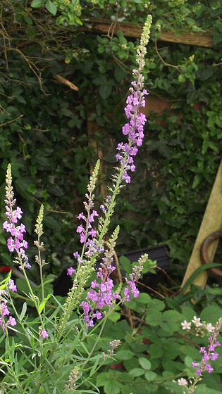 The purple loosestrife is a very elegant flower