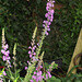 The purple loosestrife is a very elegant flower