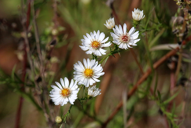 Autumn Wildflowers