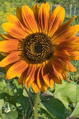 sunflower 2-community garden