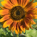 sunflower 2-community garden