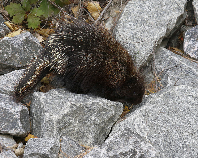 porc-épic / porcupine