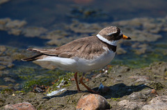 EF7A0144 Common Ringed Plover