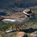 EF7A0144 Common Ringed Plover