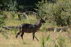 Zambia, Water Goat in the Mosi-oa-Tunya National Park