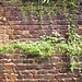 Prison Wall, Devils Island (HWW)
