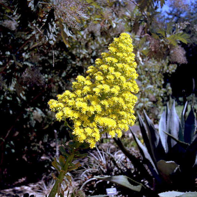 Spring Bouquet