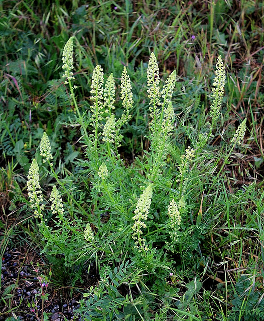 Reseda lutea