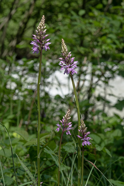 Dactylorhiza fuchsii, Geflecktes Knabenkraut - 2015-06-12--D4 DSC2485