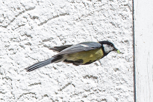 20160512 1583VRMw [D~LIP] Kohlmeise (Parus major), Bad Salzuflen