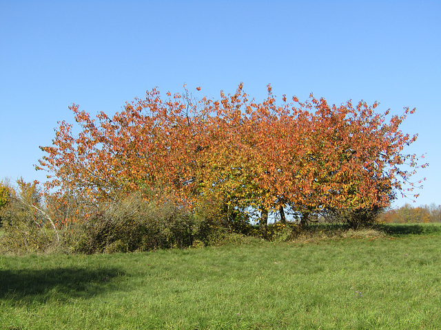 strahlender Herbst