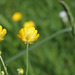 Ranunculus acris  (6)