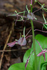 Liparis liliifolia (Lily-leaf Twayblade orchid)