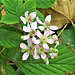 More blackberries to come later in the summer More blackberries to come later in the summer