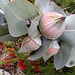 eucalyptus buds