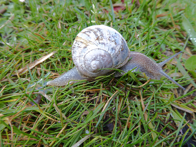 Snail in the Grass - 2 May 2021