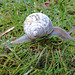 Snail in the Grass - 2 May 2021