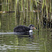 Coot chick