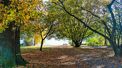 Herbst im Stadtpark hBM (105°)