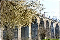 Pussy Willow eating bridge